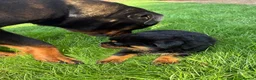 Rottweiler dogs for sale: 🏆🐾 5STAR BREEDERS🐾🏆KC REG girl and boys 💖💙 - Advert 32