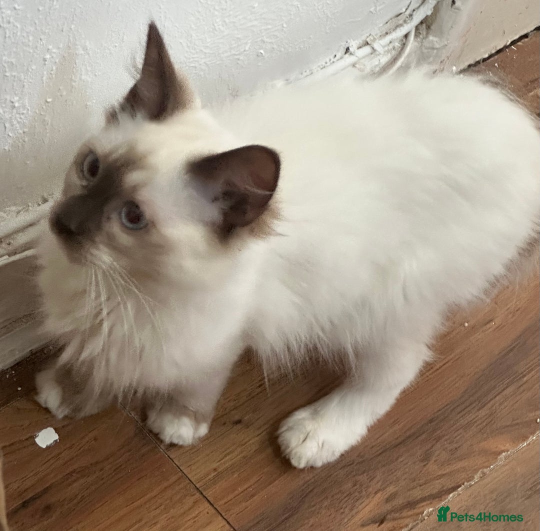 Ragdoll cats for sale: Beautiful ragdoll - Image 4