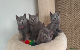 British Shorthair cats for sale: British shorthair blue/lilac kittens  - Image 23