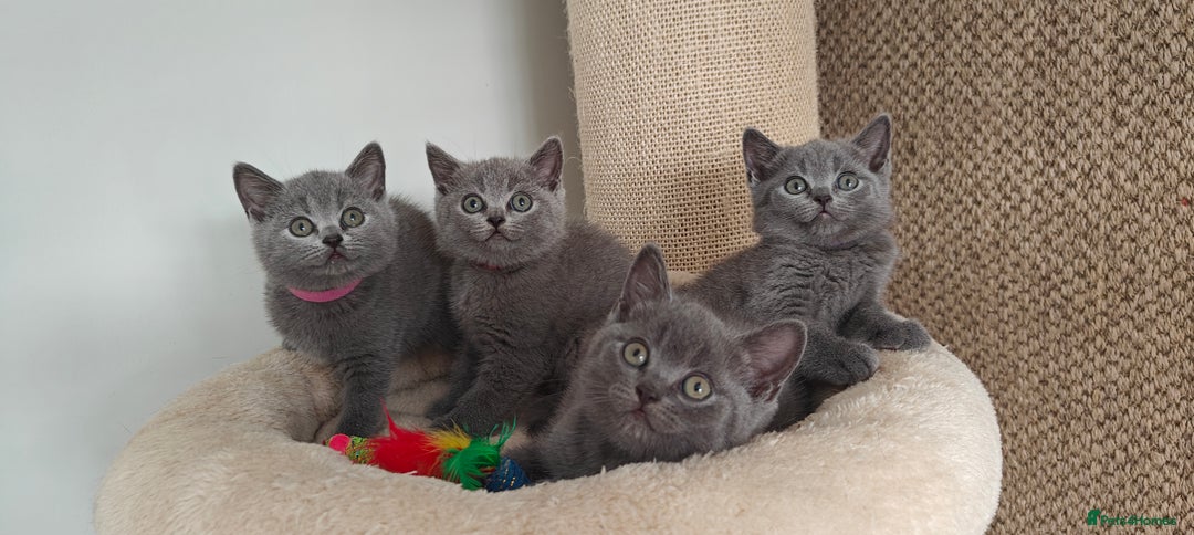 British Shorthair cats for sale: British shorthair blue/lilac kittens  - Image 23