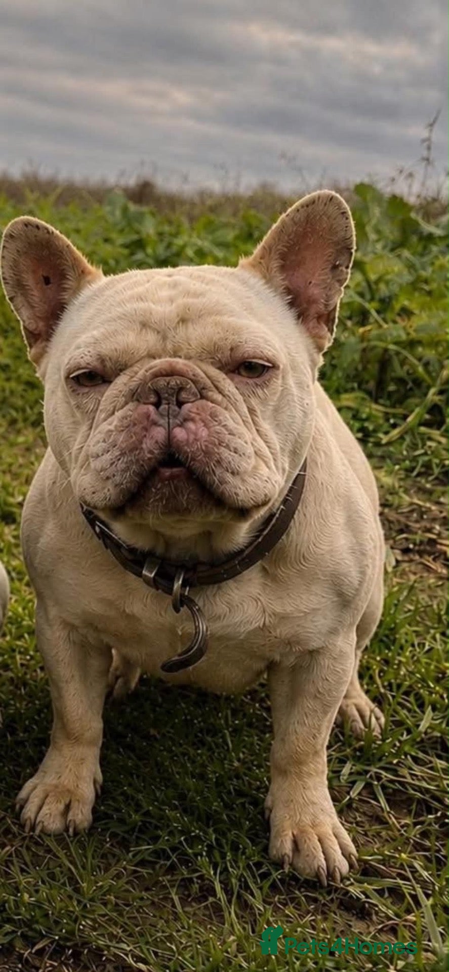 French Bulldog dogs Female Cream French bulldog  - Advert 1