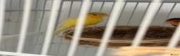 Canaries birds for sale: Breeding cananries  - Advert 5