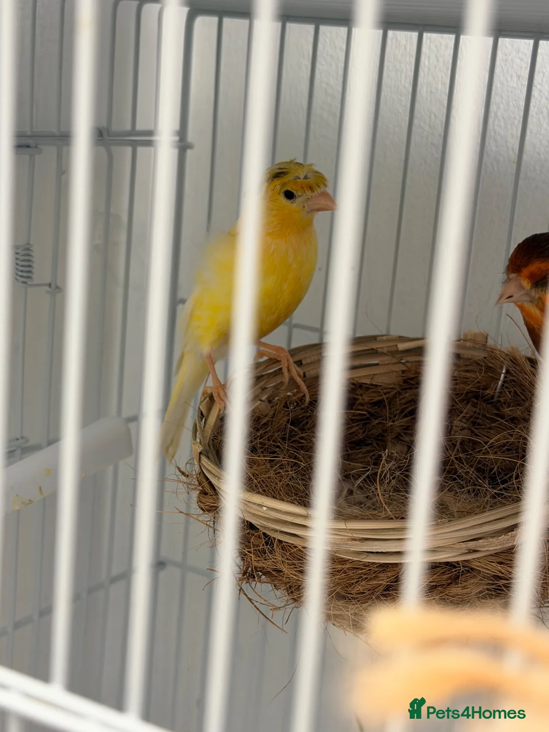 Canaries birds for sale: Breeding cananries  - Advert 5