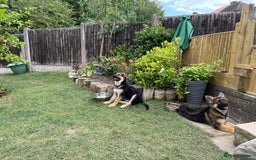 German Shepherd dogs for sale: REX - German Shepherd Boy - 15 months old  - Image 16