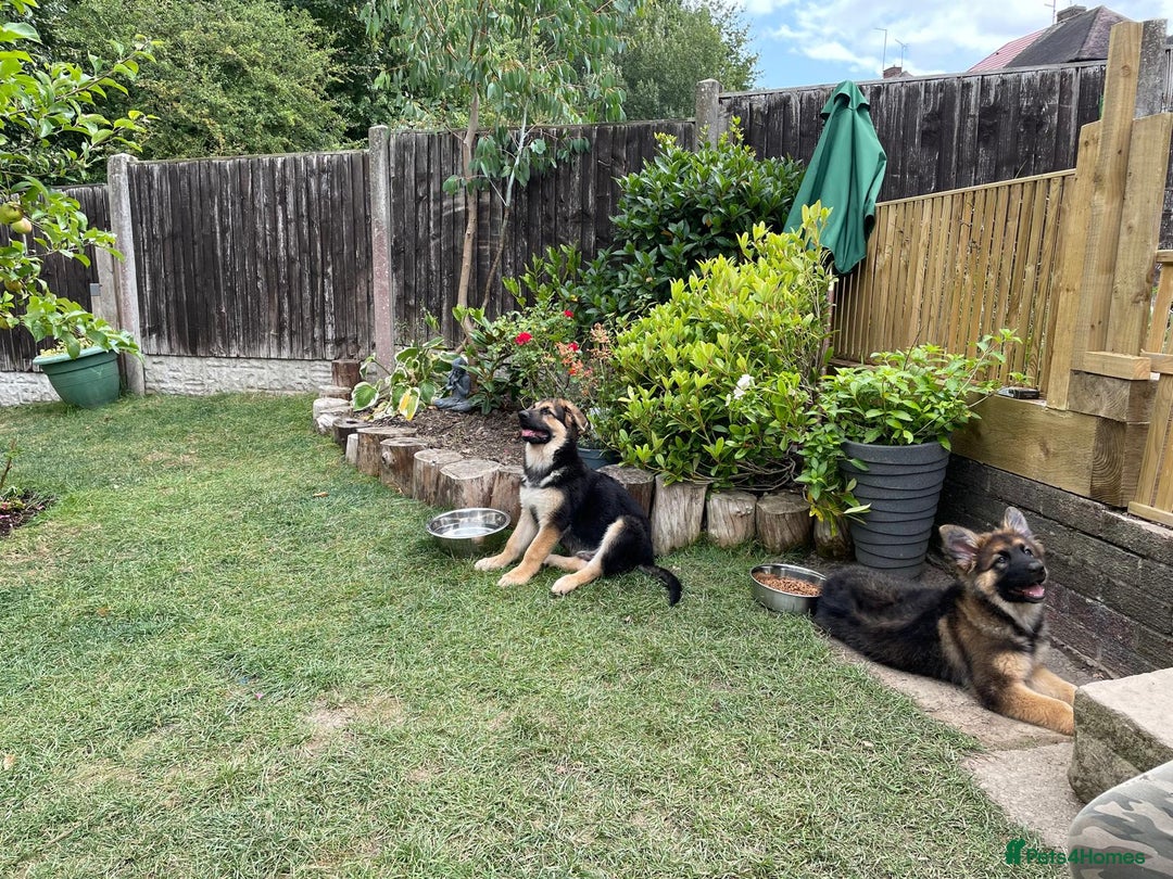 German Shepherd dogs for sale: REX - German Shepherd Boy - 15 months old  - Image 16