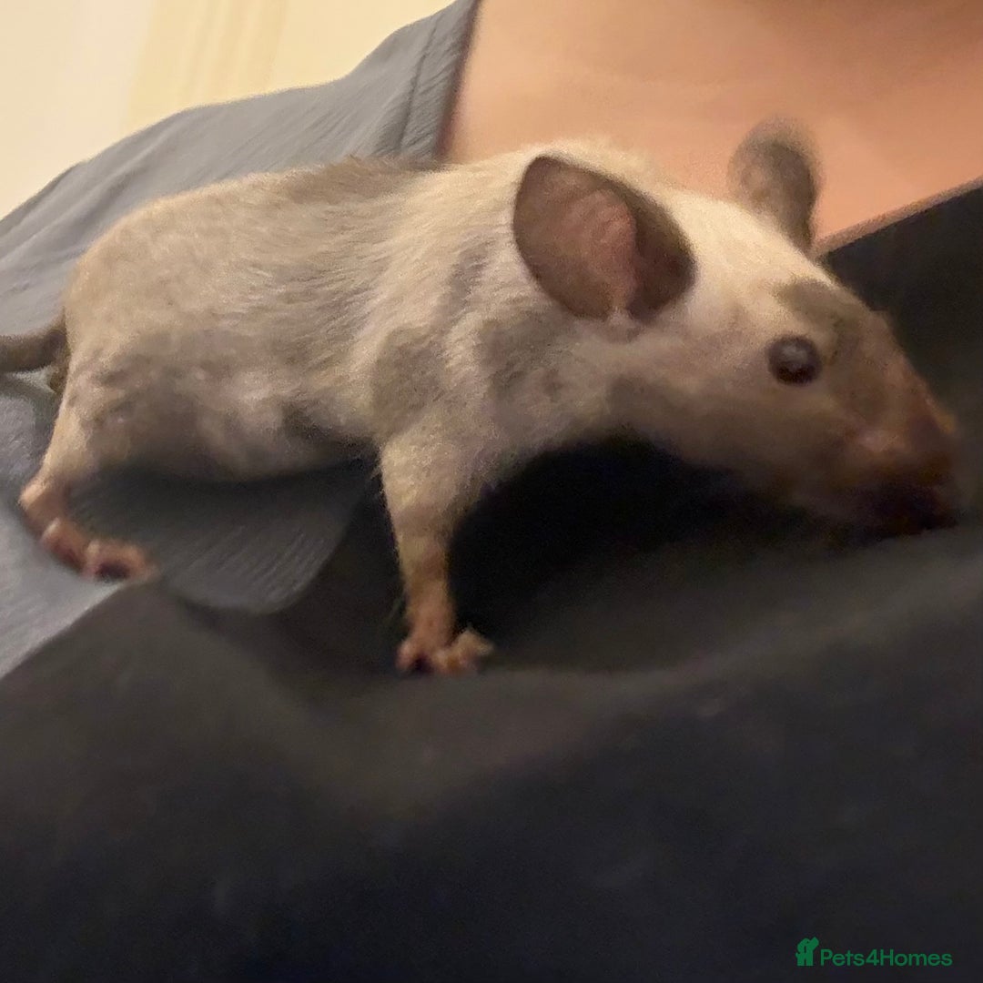 Mouse rodents for sale: Fancy mice  - Advert 3