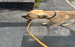 Cane Corso dogs for stud: Bull mastiff x Cane corso for stud  - Image 3