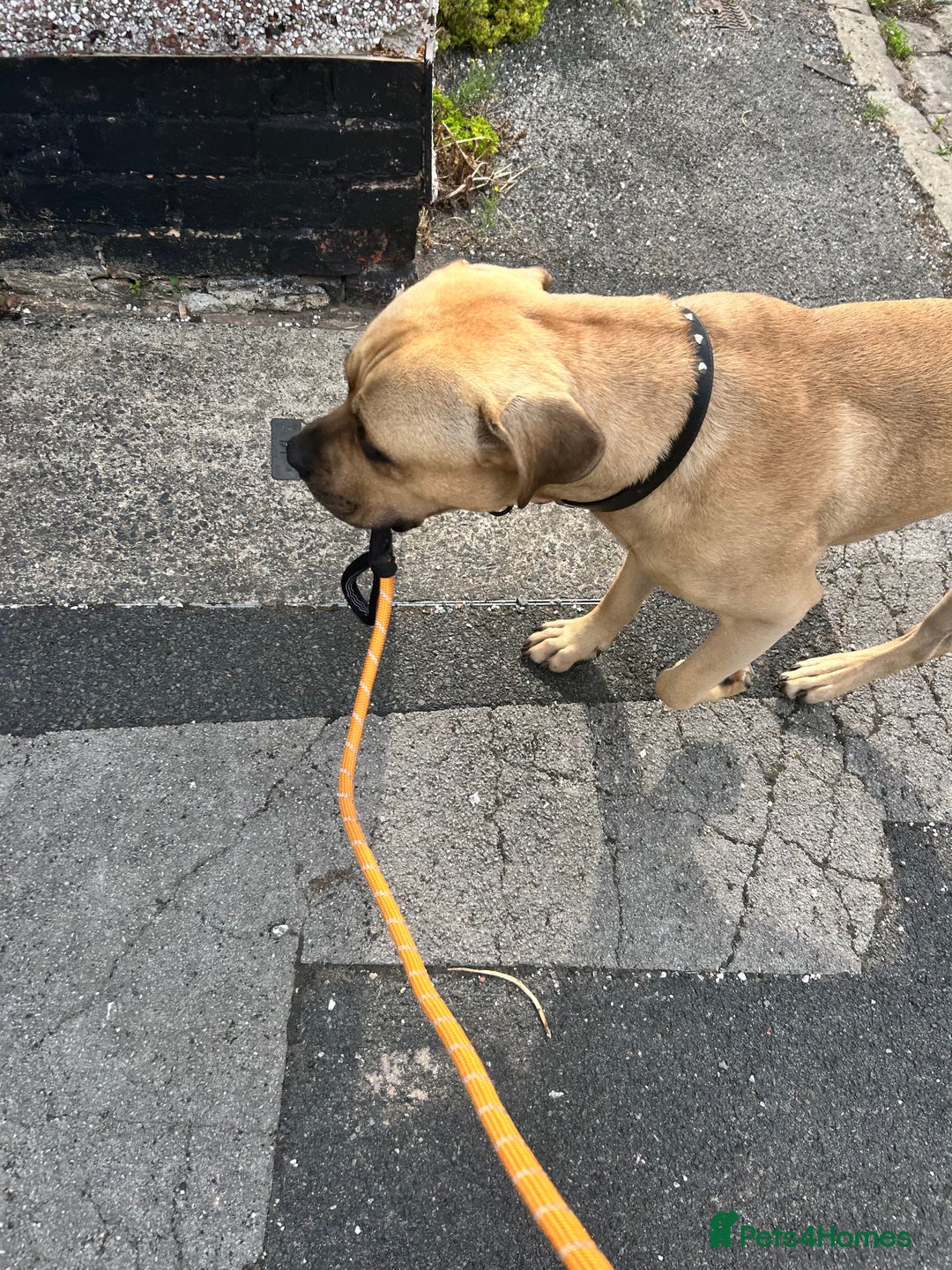 Cane Corso dogs for stud: Bull mastiff x Cane corso for stud  - Image 3