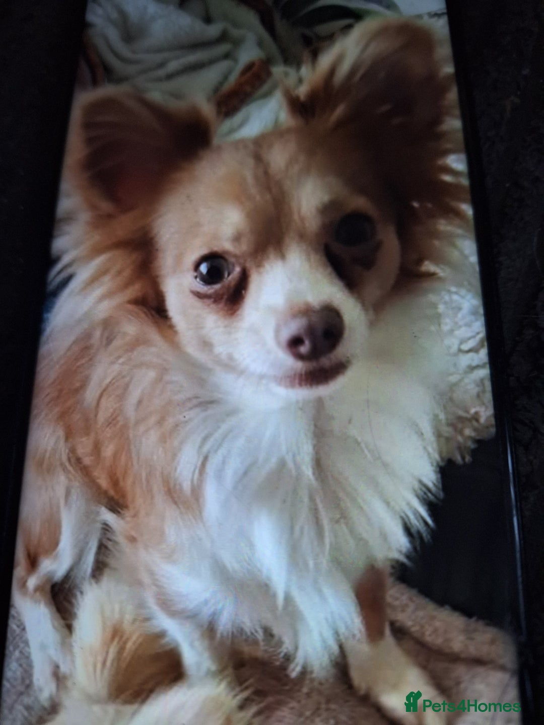 Chihuahua dogs for sale: Boy chihuahua 1haf years old   - Advert 1