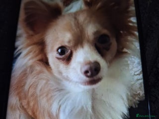 Chihuahua dogs Boy chihuahua 1haf years old - Advert 1