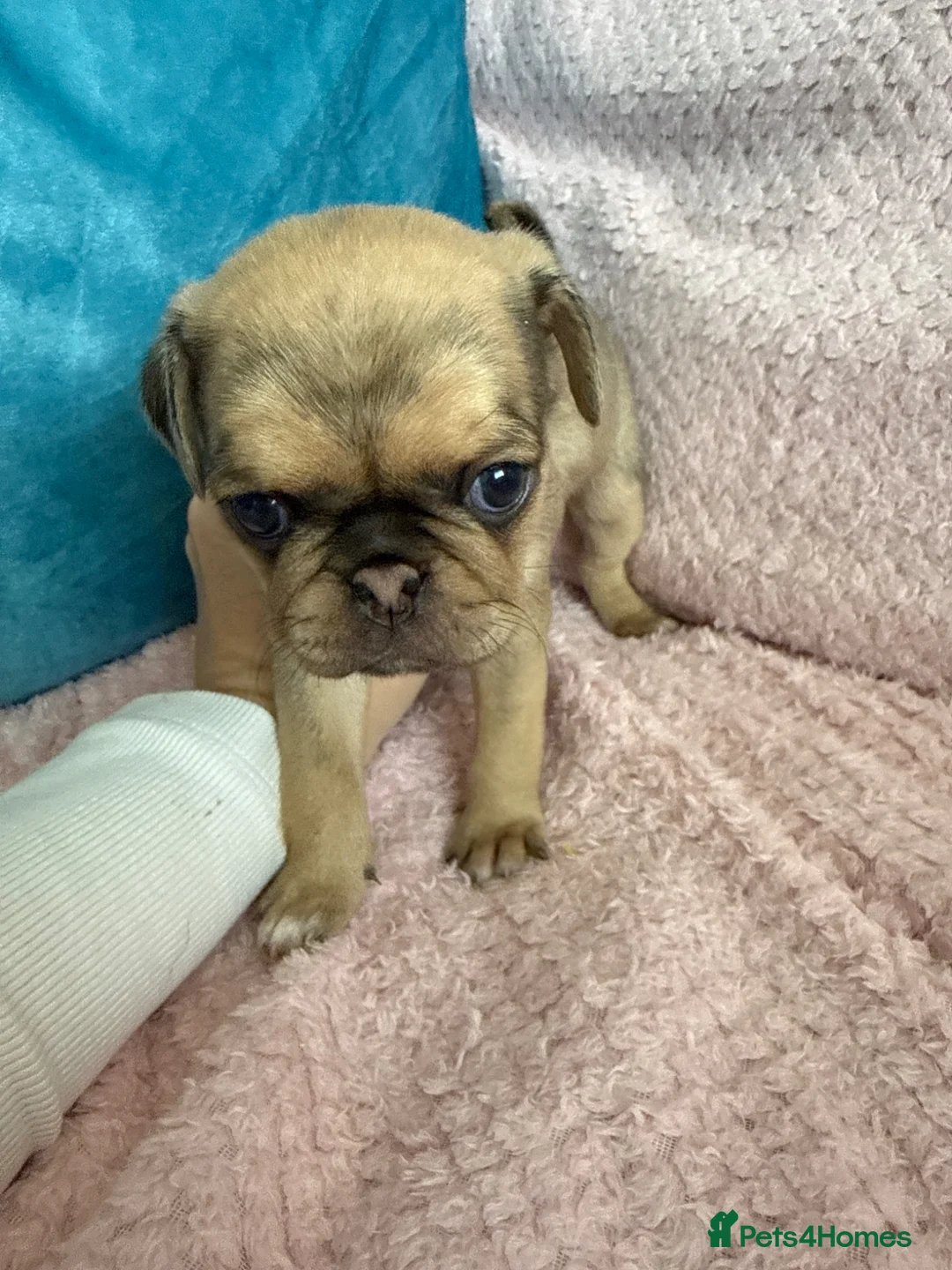 Pug dogs for sale: Beautiful Home-Reared Pug Puppies  Ready 25th June - Advert 25
