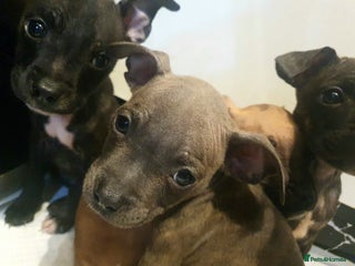 Mixed Breed dogs - Advert 2