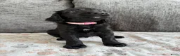 Mixed Breed dogs for sale: READY TO LEAVE NOW!  - Advert 20