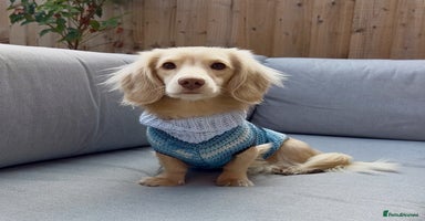 Miniature Dachshund dogs - Advert 2