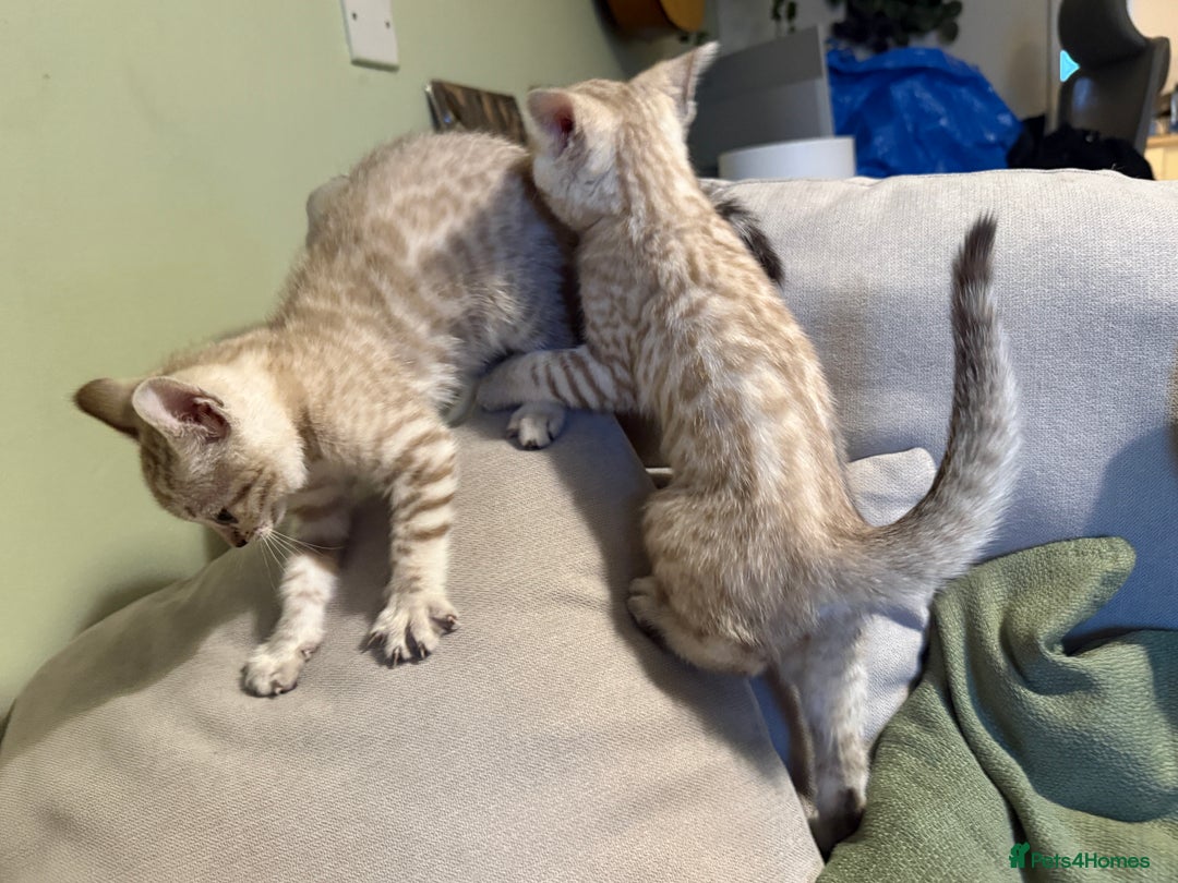 Bengal cats for sale: TICA registered Bengals  - Advert 7