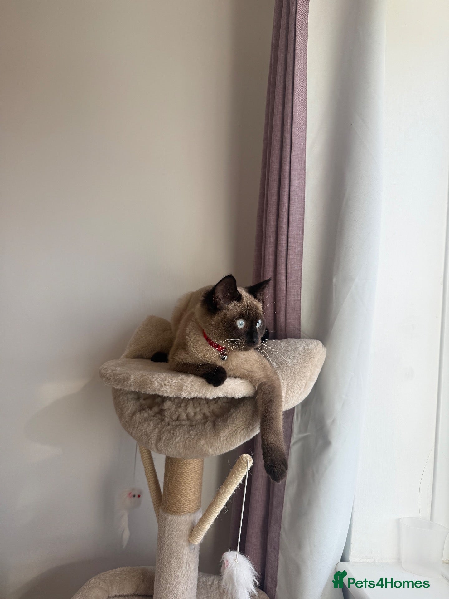 Ragdoll cats Ragdoll 4 months kitten  - Advert 13