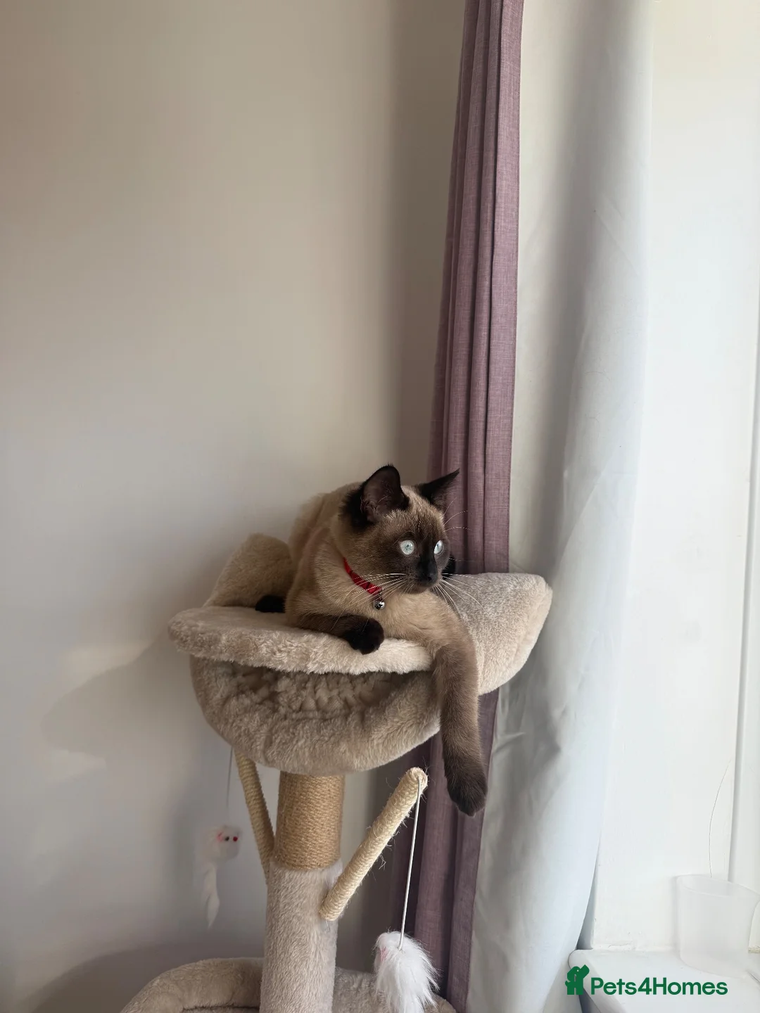 Ragdoll cats for sale: Ragdoll 4 months kitten  - Advert 1