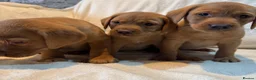 Labrador Retriever dogs for sale: Labradors FOX RED - Advert 9