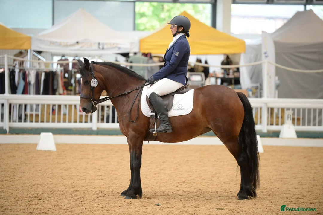 Welsh Section D horses for sale: Eye catching bay mare  in Prescot - Advert 7