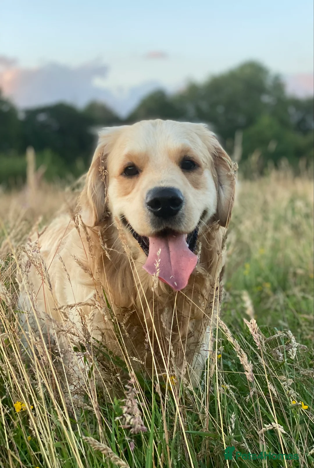 Mixed Breed dogs for sale: Golden Bernese Puppies 🖤🤍🤎 - Advert 5