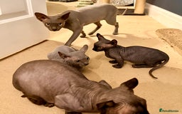 Sphynx cats for sale: Dwelf and Elf kittens - Image 19