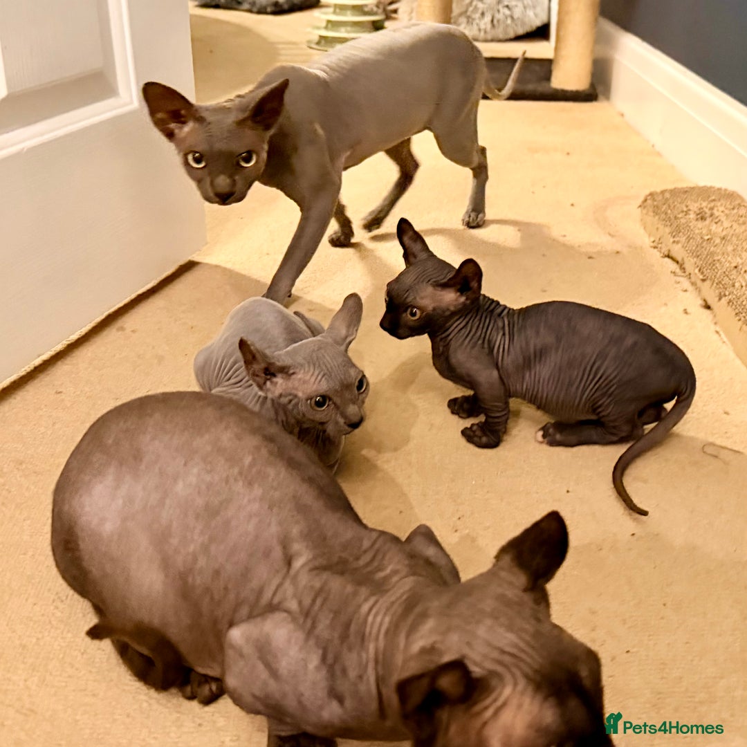 Sphynx cats for sale: Dwelf and Elf kittens - Image 19