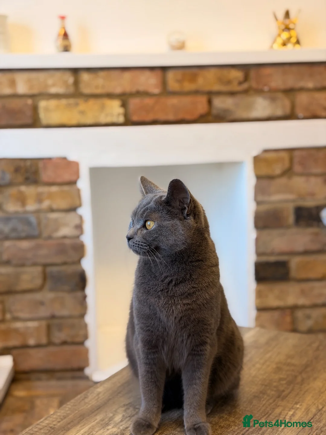Mixed Breed cats for sale: Beautiful Kittens Looking for Loving Homes in ELY - Advert 1