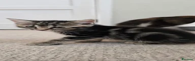 Tabby girl