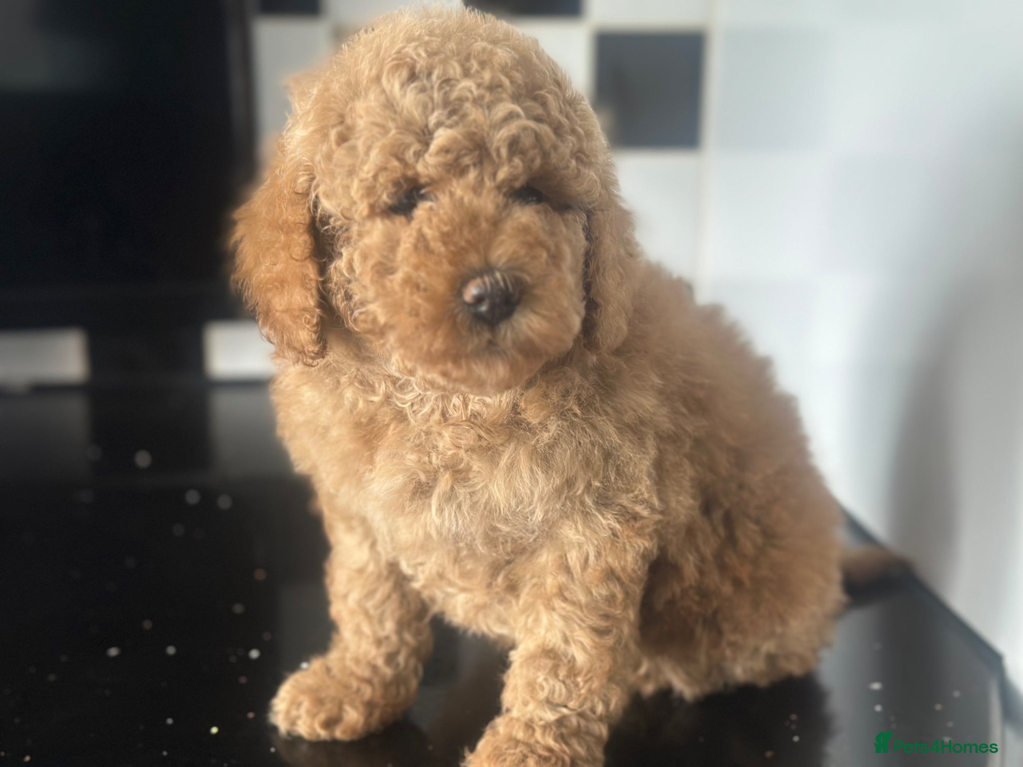 Goldendoodle dogs F1B MINI/MEDIUM GOLDENDOODLES FULL HEALTH CHECKED  - Advert 2