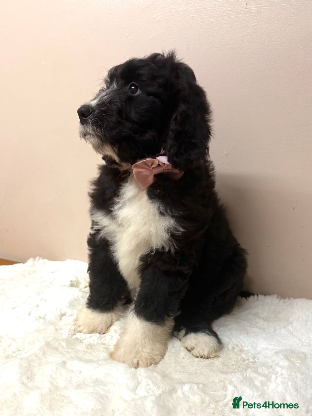 Bernedoodle dogs for sale: F1 Standard Bernerdoodles - Advert 11
