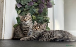Persian cats for sale: 3 Stunning Female Kittens for Sale  - Image 1