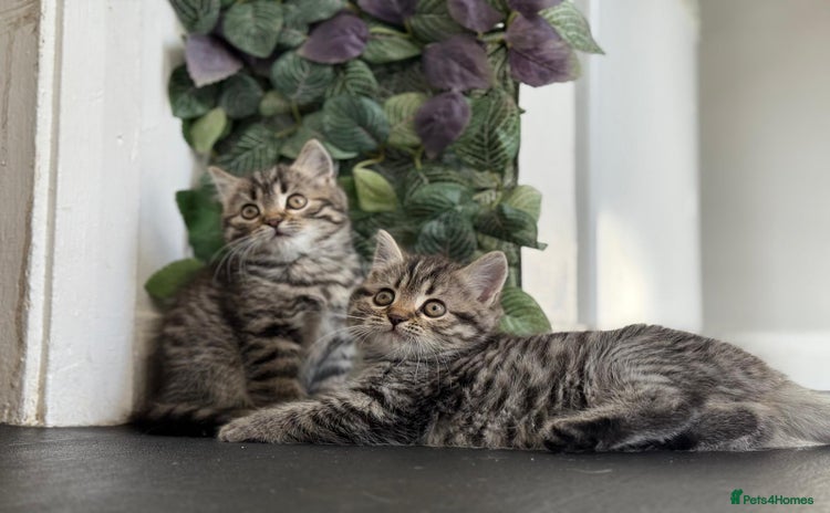 Persian cats - Advert 1