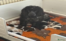 Cocker Spaniel dogs for sale: Ready now - fully health tested show cocker boy  - Image 1