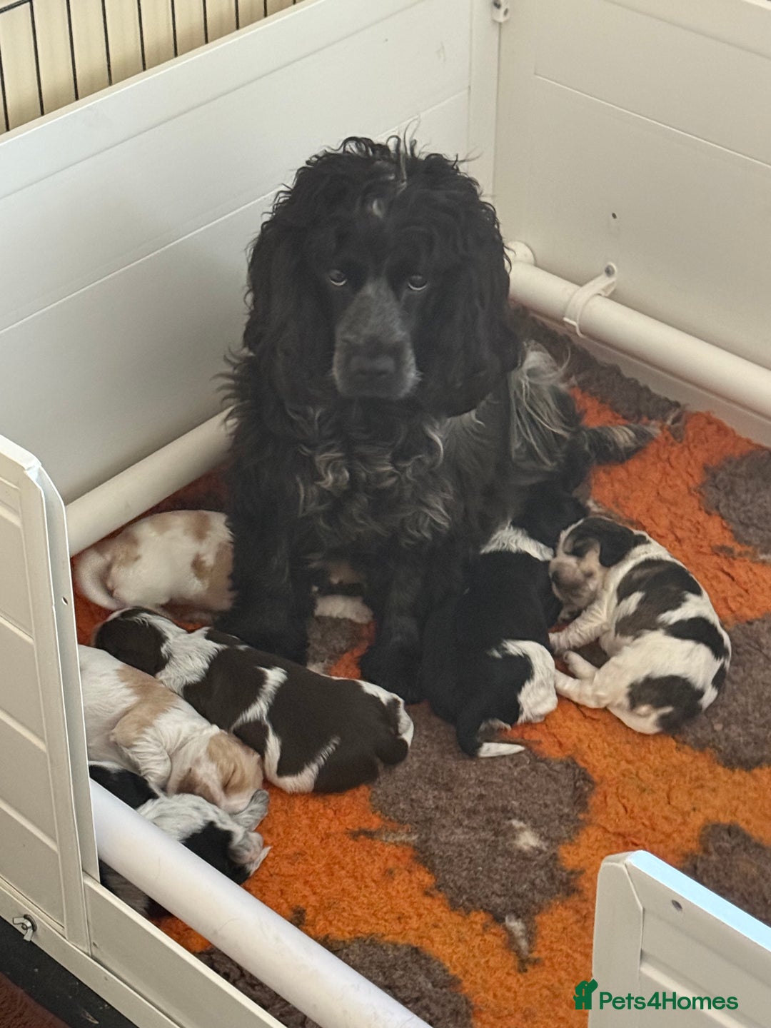 Cocker Spaniel dogs for sale: Ready now - fully health tested show cocker boy  - Image 1