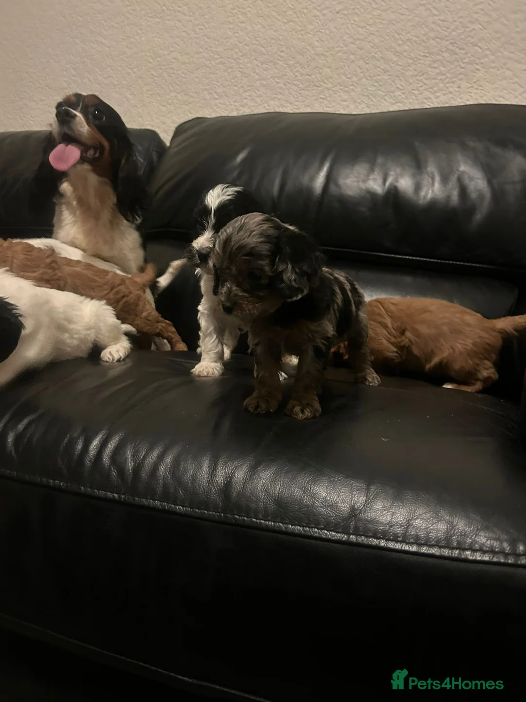 Cavapoo dogs for sale: F1 Cavapoo puppies  - Advert 6