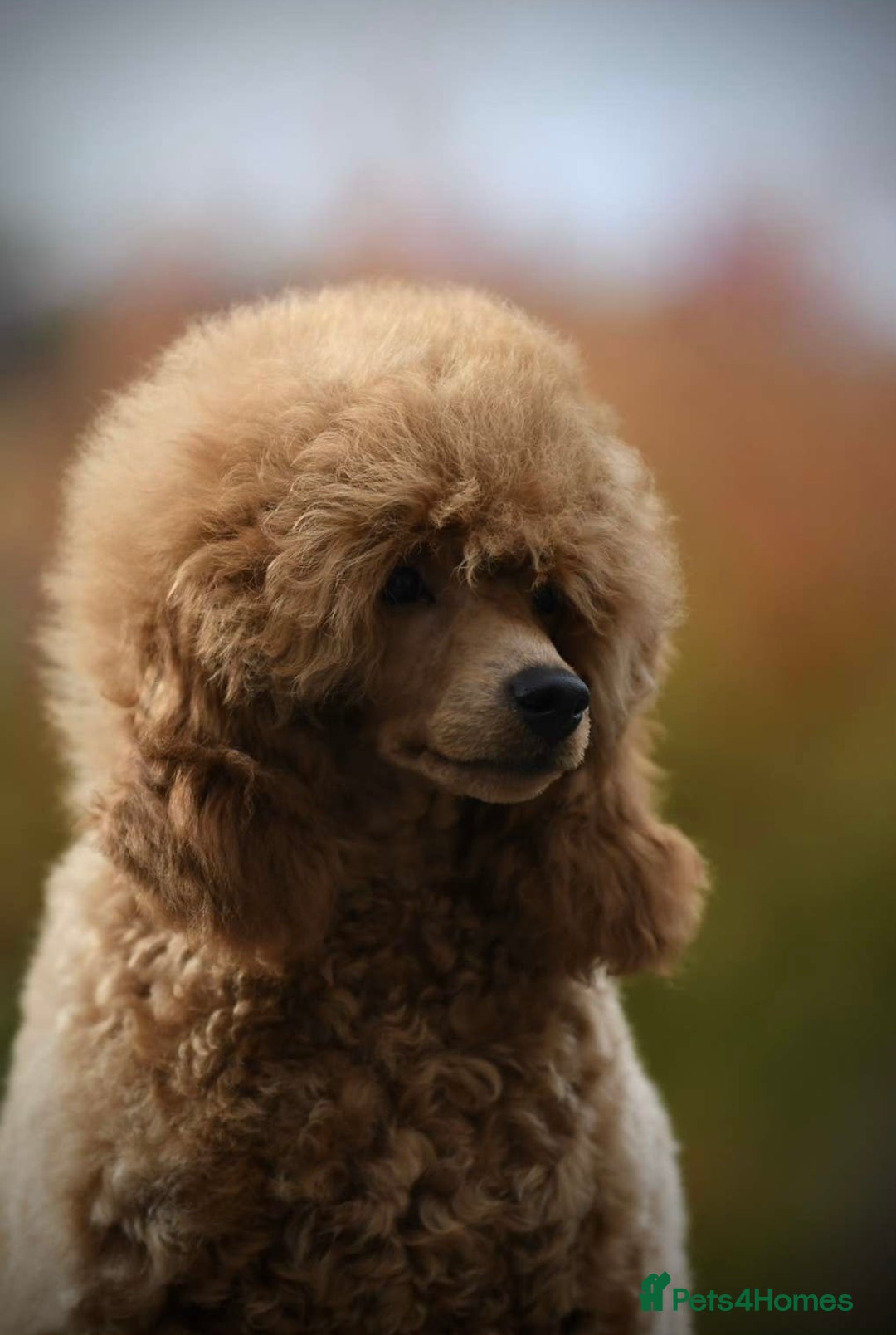 Cavapoo dogs for sale: ✨Quality Cavapoo Puppies✨ - Image 6