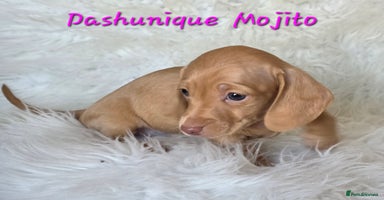 Miniature Dachshund dogs KC reg, gorgeous litter, pra clear.5* Licensed  - Advert 2