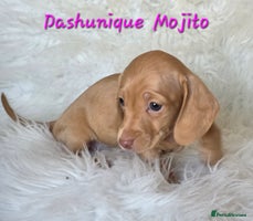 Miniature Dachshund dogs KC reg, gorgeous litter, pra clear.5* Licensed - Advert 2