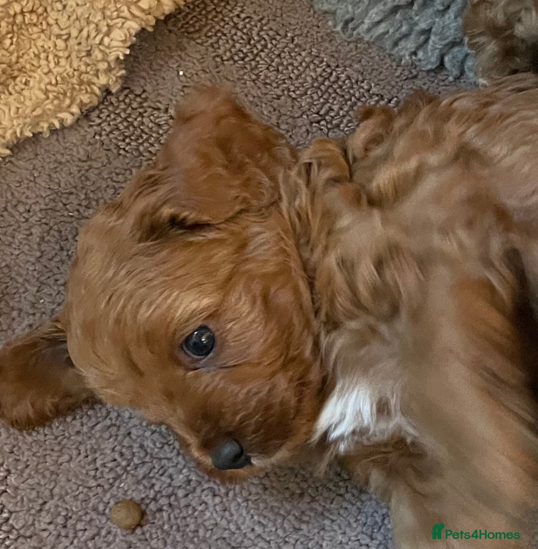 Cavapoo dogs for sale: F1b Cavapoooo  - Advert 11