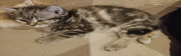Mixed Breed cats for sale: Tabby and blue tortie girls looking forever home  - Advert 12