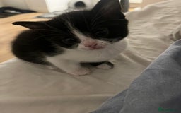 Mixed Breed cats for sale: Two charming female kittens - Image 2