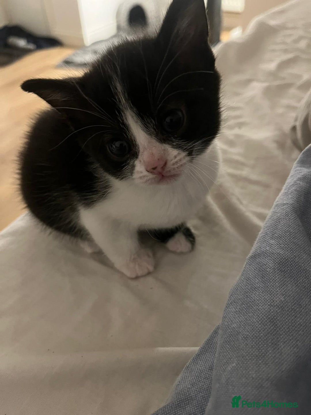 Mixed Breed cats for sale: Two charming female kittens - Image 2