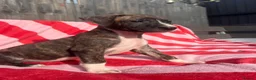 Mixed Breed dogs for sale: Rhodesian Ridgeback x Bull Lurcher - Advert 8