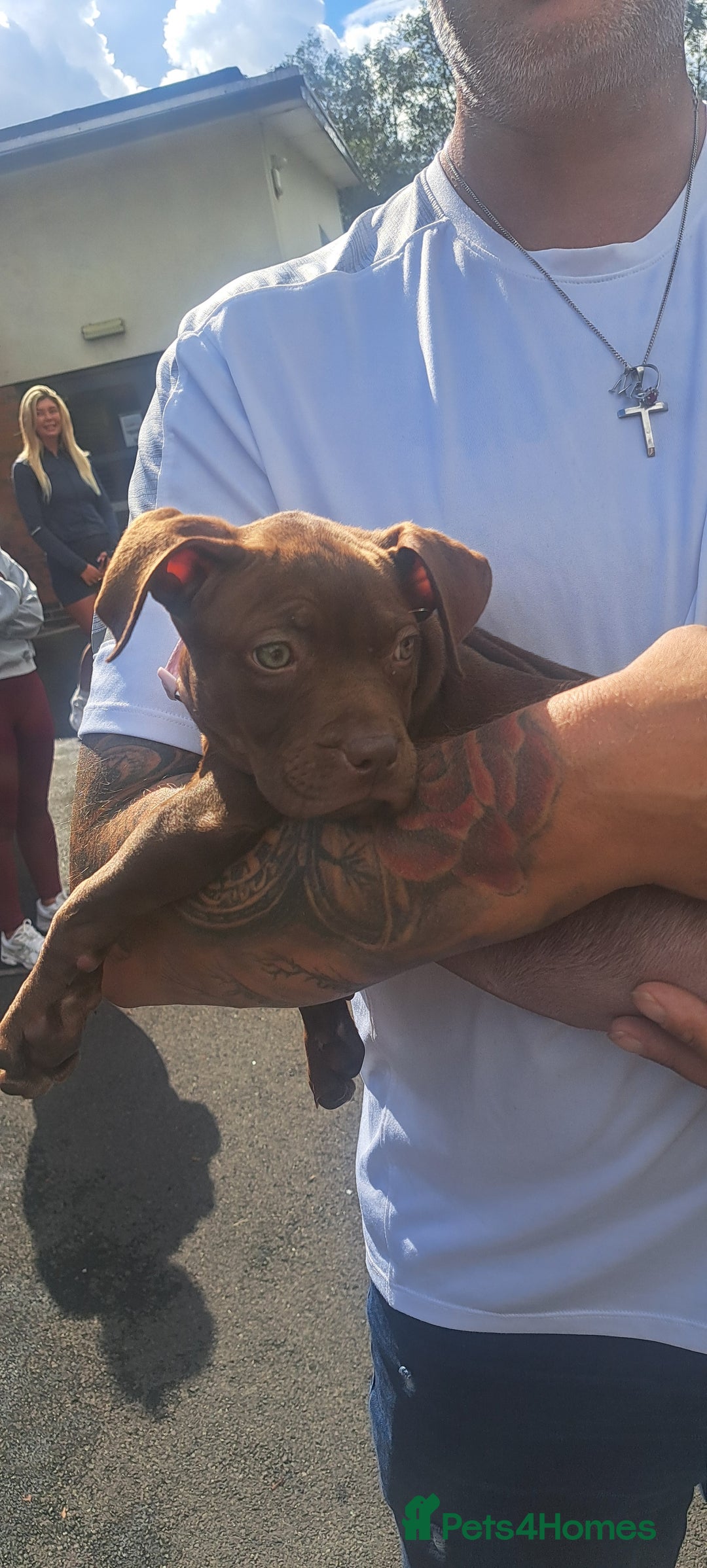 Staffordshire Bull Terrier dogs for sale: Bella - Image 2
