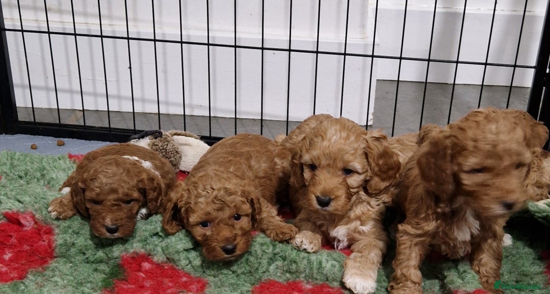 Cockapoo dogs for sale: Cockapoo - Advert 18