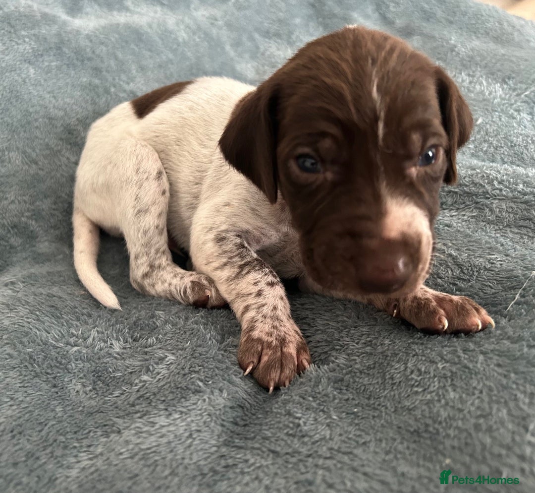 German Shorthaired Pointer dogs for sale: Pure GSP Puppies For Sale - Image 19