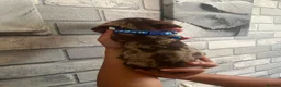 Dachshund dogs for sale: Litter of 5 stunning dachshund pups - Advert 12
