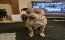 Mixed Breed dogs for sale: Male ridgebackxAmericanbulldog ****** - Image 1