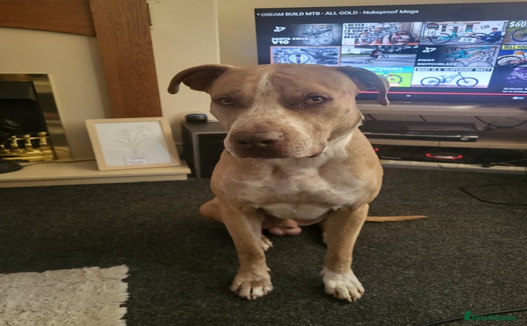 Mixed Breed dogs - Advert 1