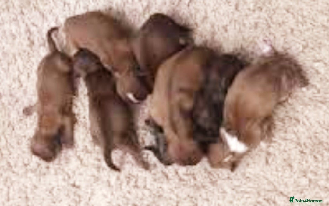Shih Tzu dogs for stud: KC Karashishi Imperial Chocolate/Lavender Stud in Derby - Image 12